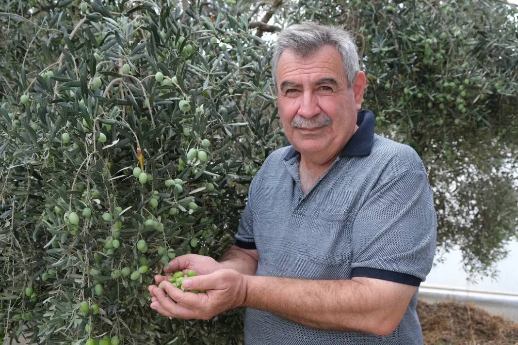 Alanya’da Zeytin Rekoltesi Yüzde 40 Düştü! 8